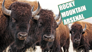 Rocky Mountain Arsenal National Wildlife Refuge | Denver, Colorado